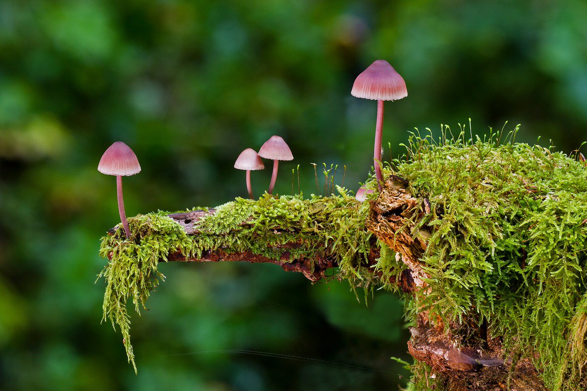 Magic Mushroom for Sale